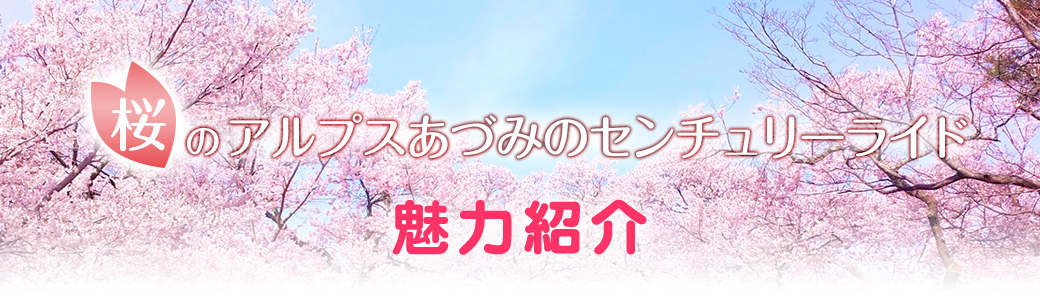 sakura_merit_head